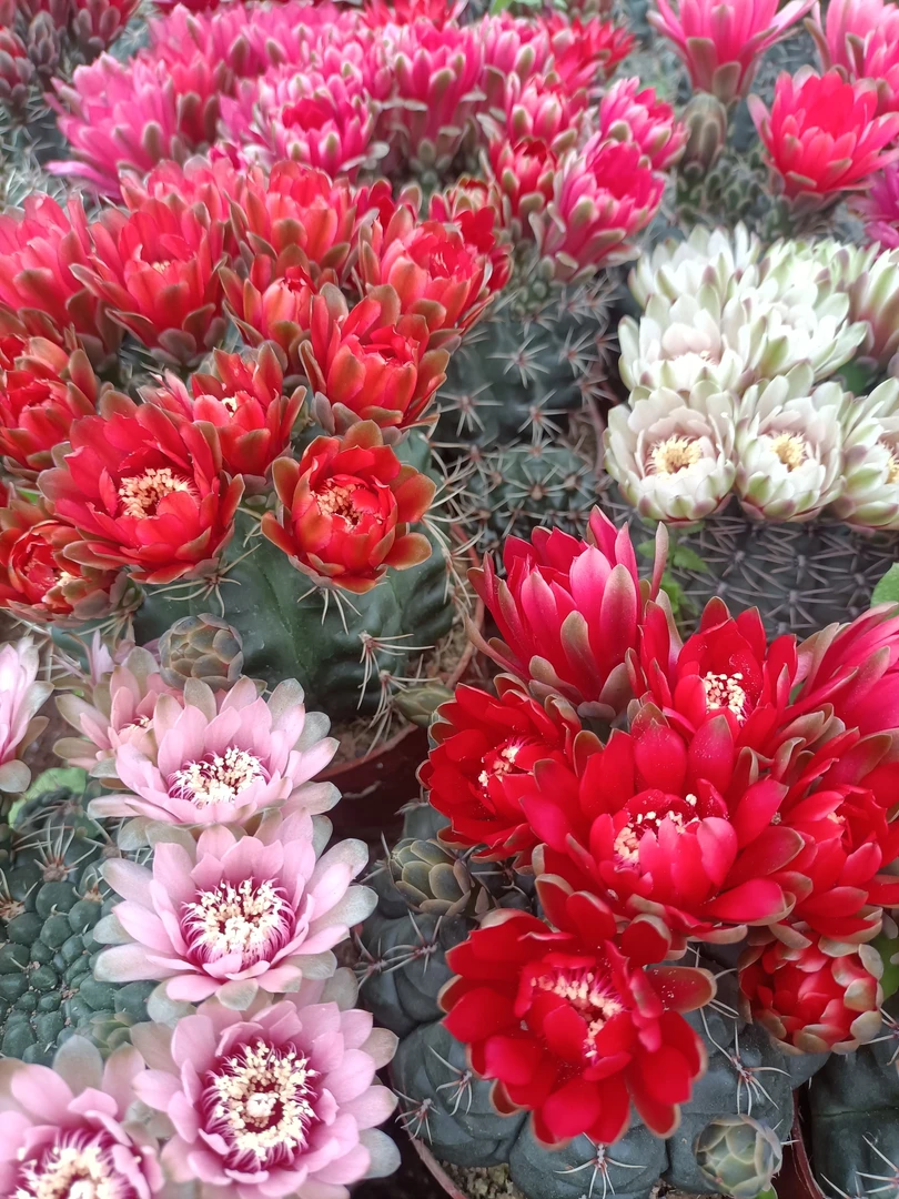 米哈洛维奇（非偏远地区30包邮，偏远地区150包邮）