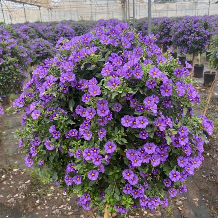 蓝花茄多年生耐热耐寒盆栽灌木庭院花卉花园植物灌木绿植