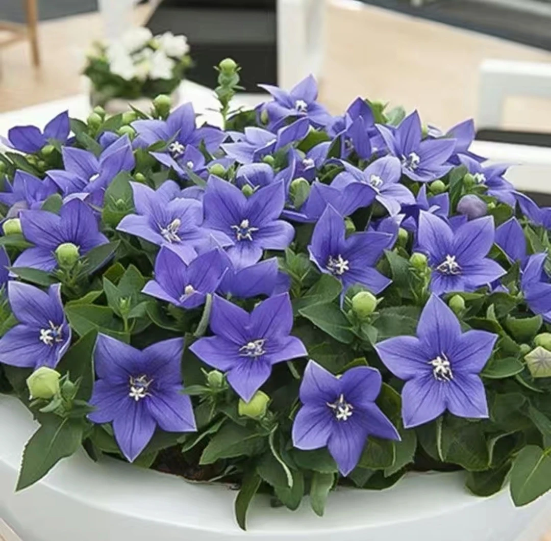 中华桔梗花盆栽四季开花庭院桌面绿植花卉好养活耐高温