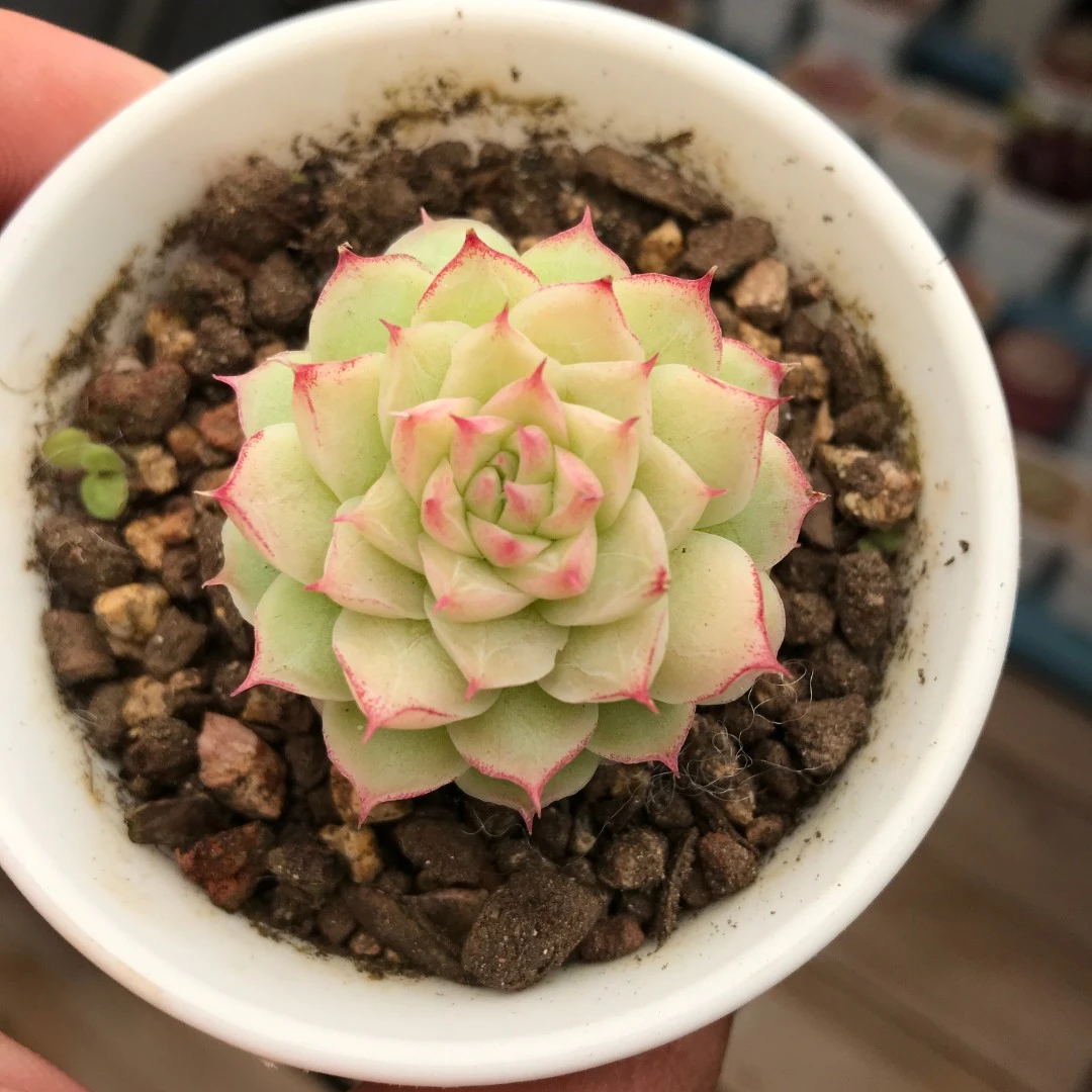 【271-280】两颗包邮 华林园艺 小老桩多肉植物