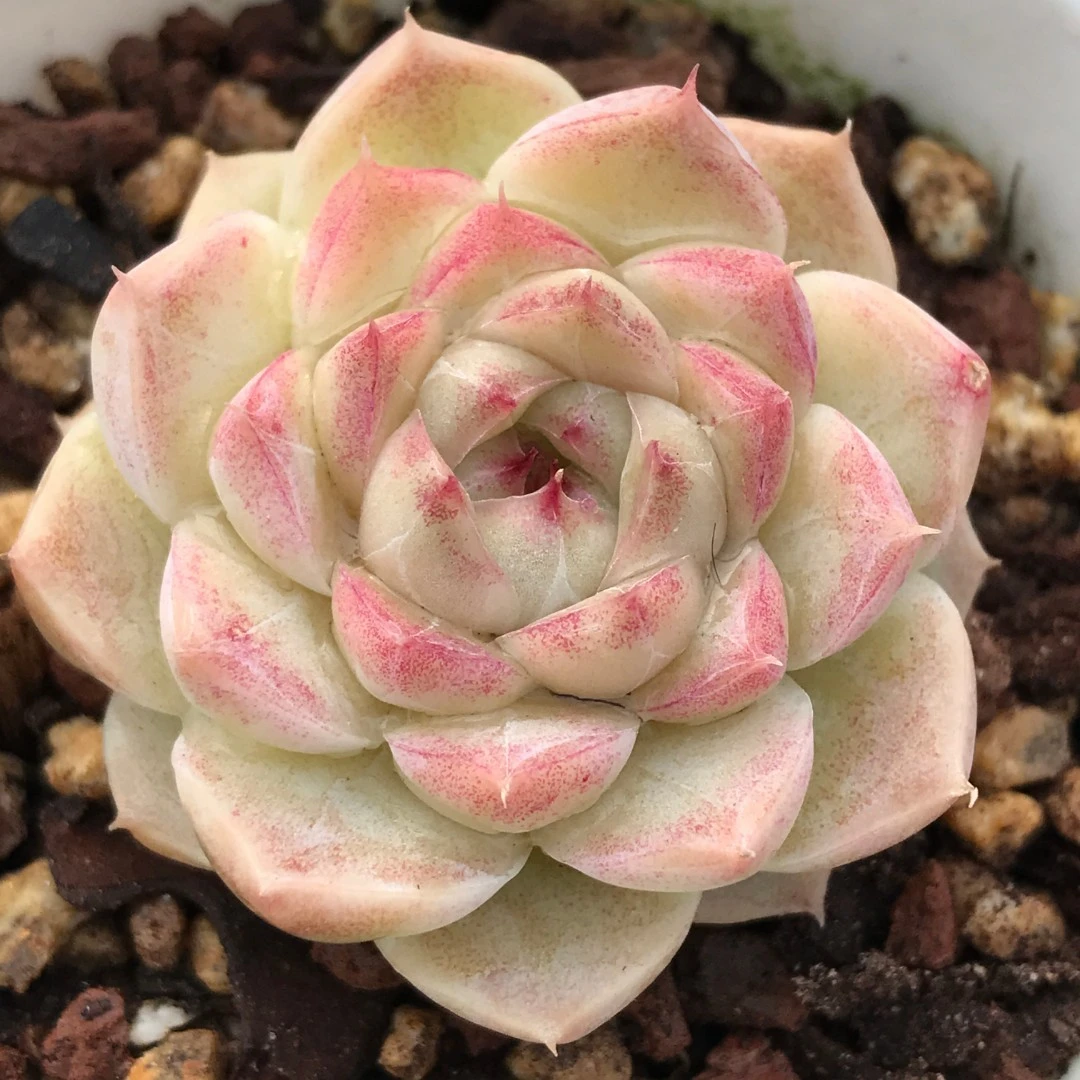 【241-250】两颗包邮 华林园艺 小老桩多肉植物 直播间一物一拍