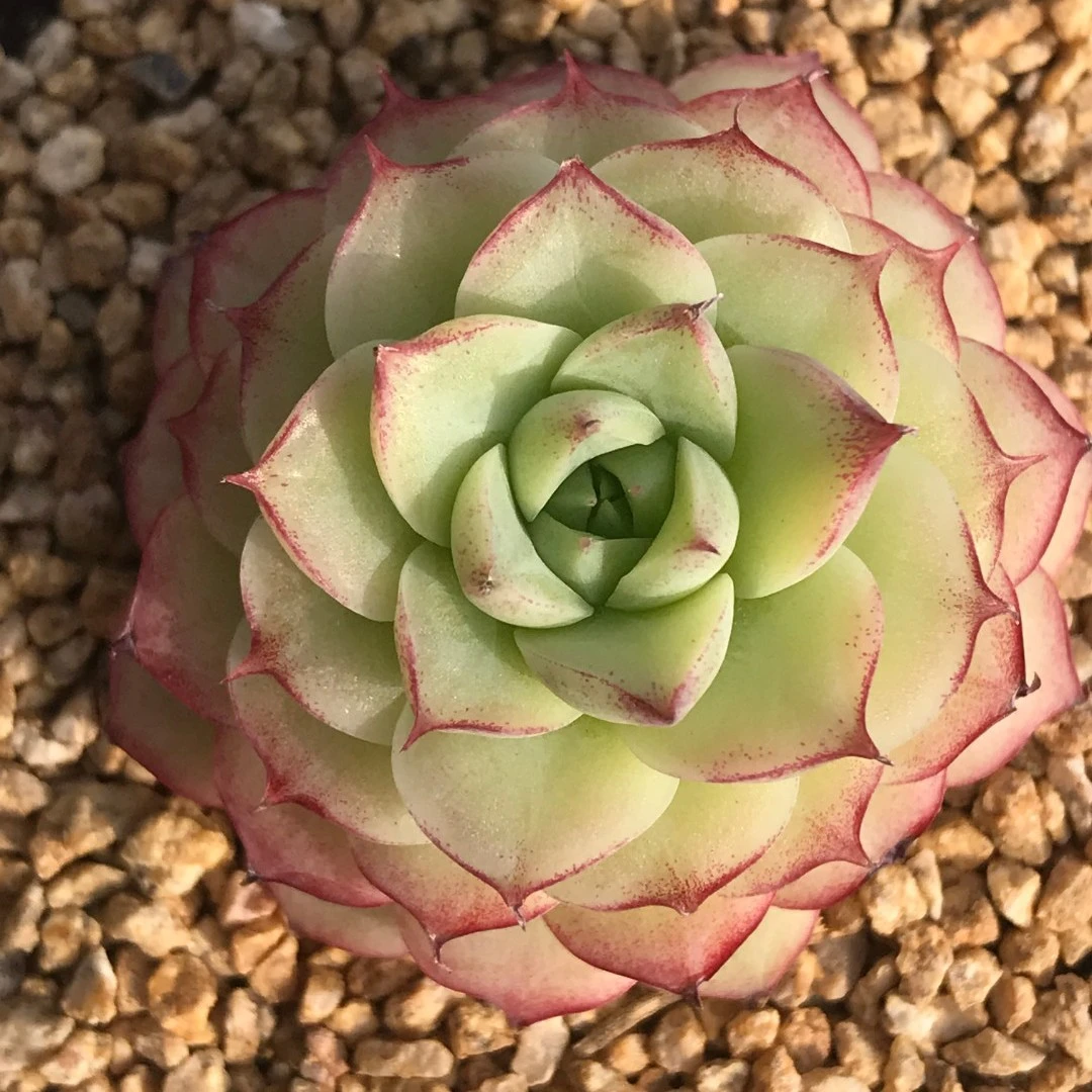 【011-020】两颗包邮 华林园艺小老桩多肉植物