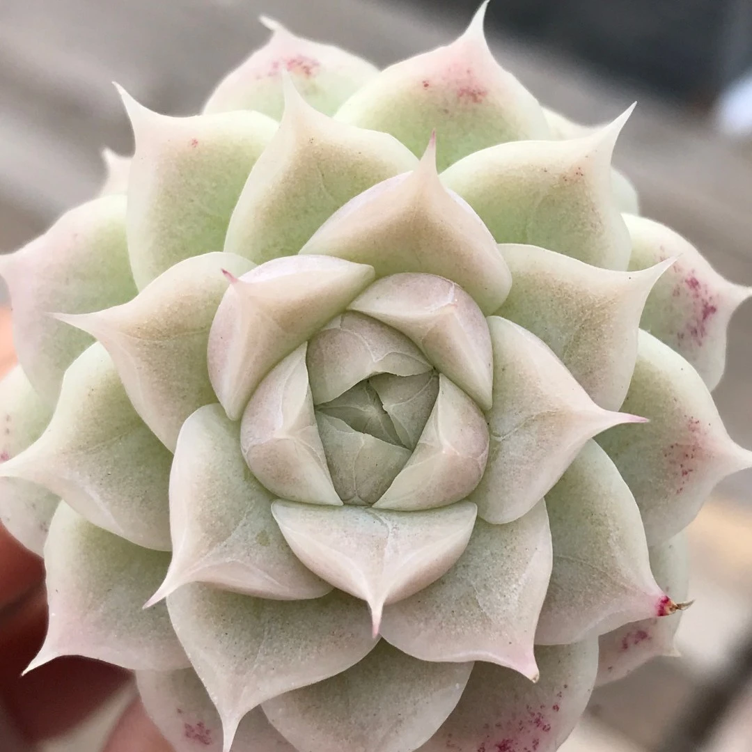 【051-060】两颗包邮 华林园艺  小老桩多肉植物