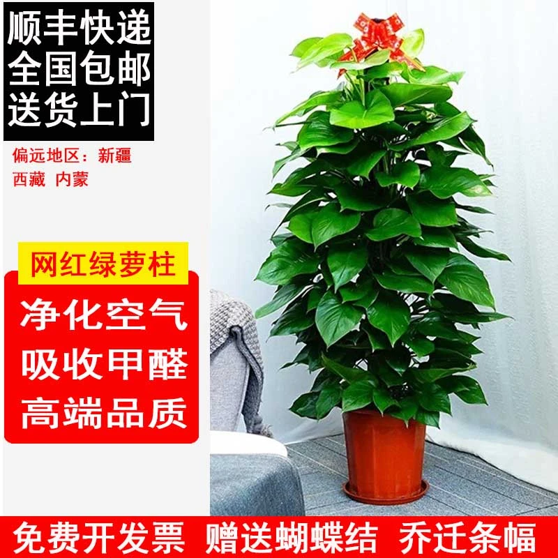 绿萝柱盆栽办公室易养活观叶大绿箩吸甲醛室内净化空气大叶绿萝柱
