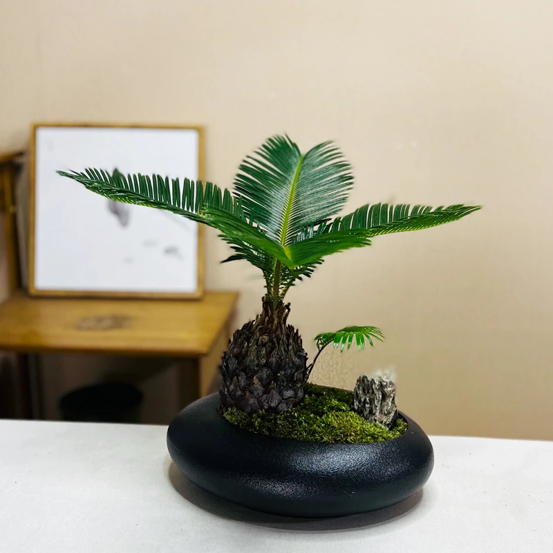 铁树盆景室内微景观植物盆栽花卉办公庭院铁树苗四季常青好养易活