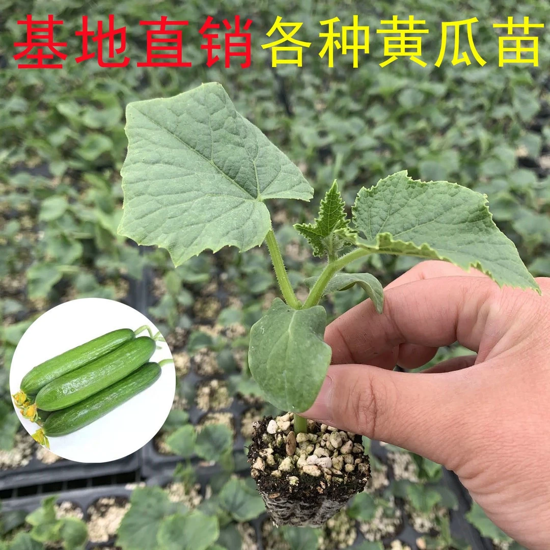 地栽水果黄瓜荷兰小黄瓜长黄瓜盆栽玉女黄瓜金童黄瓜苗