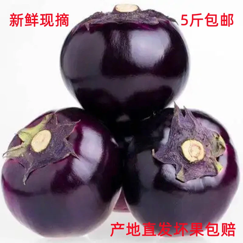 圆茄子新鲜现摘5斤包邮农家种植绿色蔬菜家常菜山东特产紫茄子