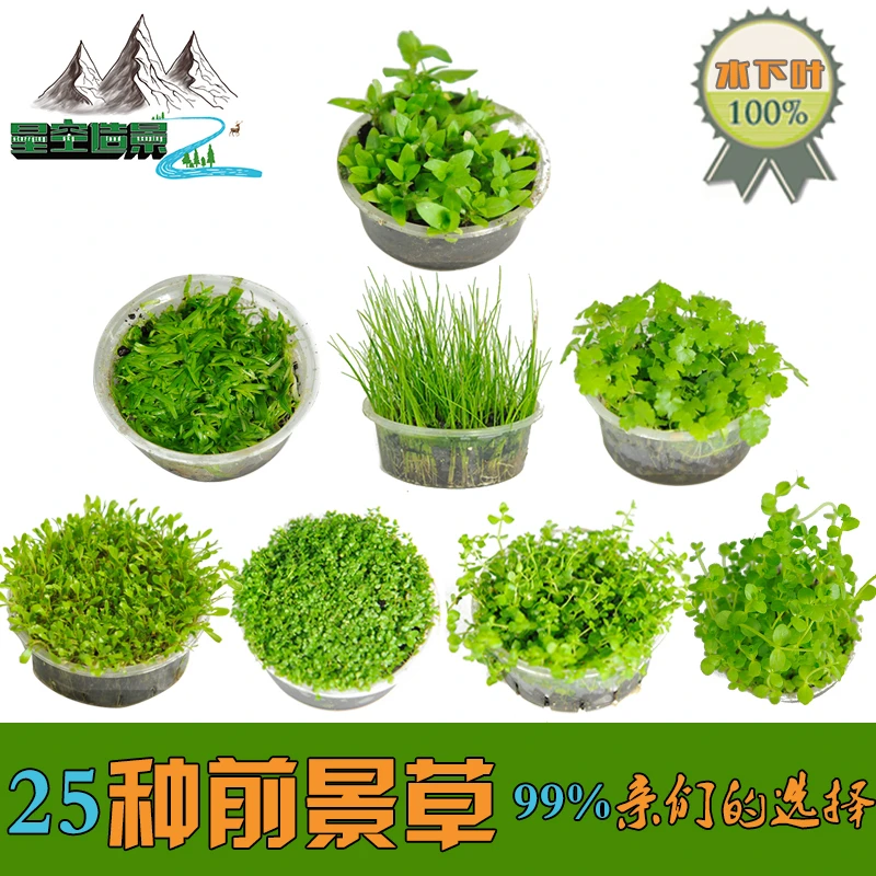 前景草活体造景水草迷你矮爬地矮日本矮珍珠坨草挖耳草牛毛毡包邮