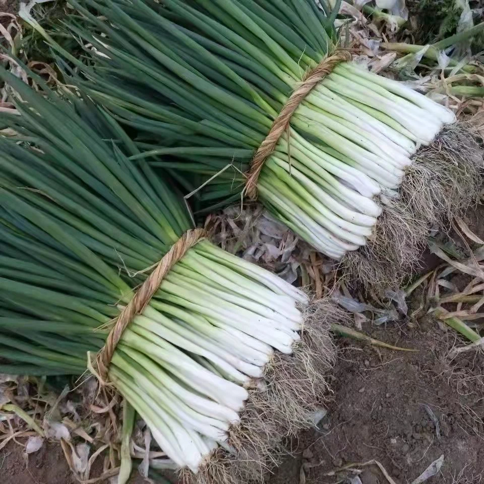 小店精选食用农产品四季分葱安徽分葱现挖现发浓郁的葱香味5斤