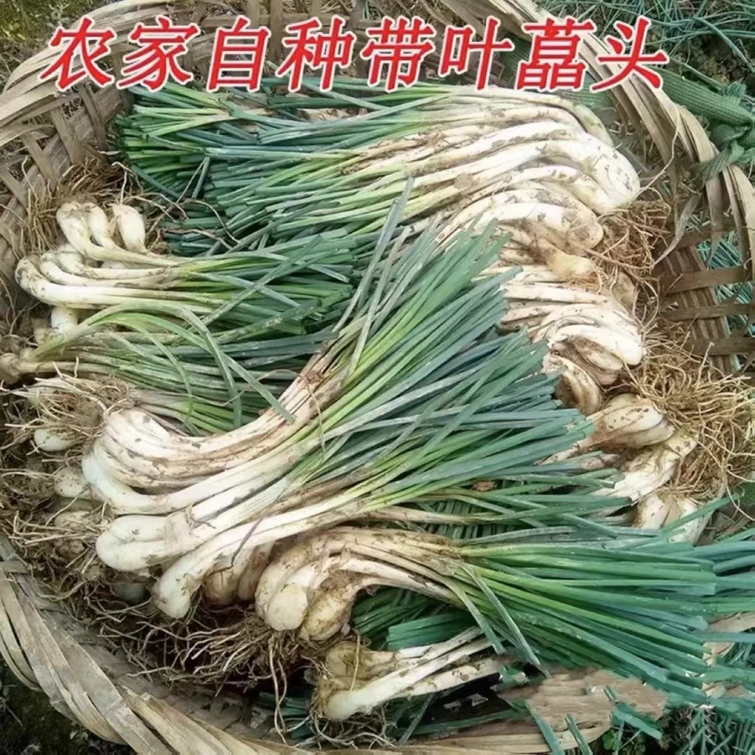 湖南农家私藠现挖新鲜藠头（荞头）2斤、3斤、5斤