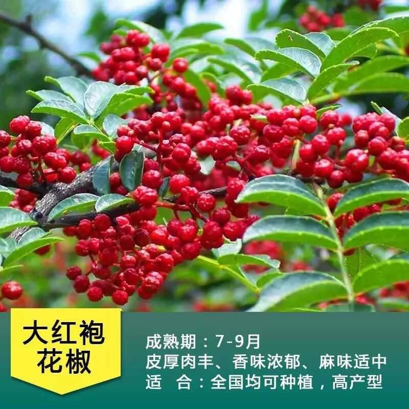 帅轩花椒树苗带刺大红袍花椒苗四川麻椒苗盆栽地栽高产种花椒树苗