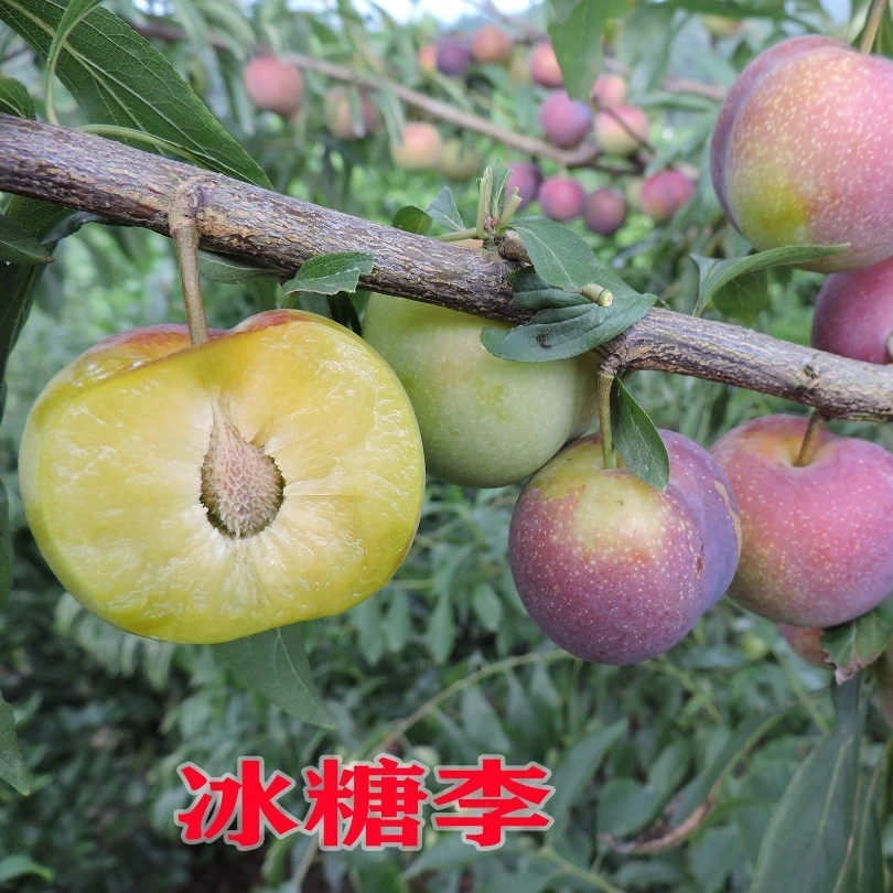 冰糖李南北方种植新品种四川洪雅付成德嫁接脱骨脆甜李子李子树苗