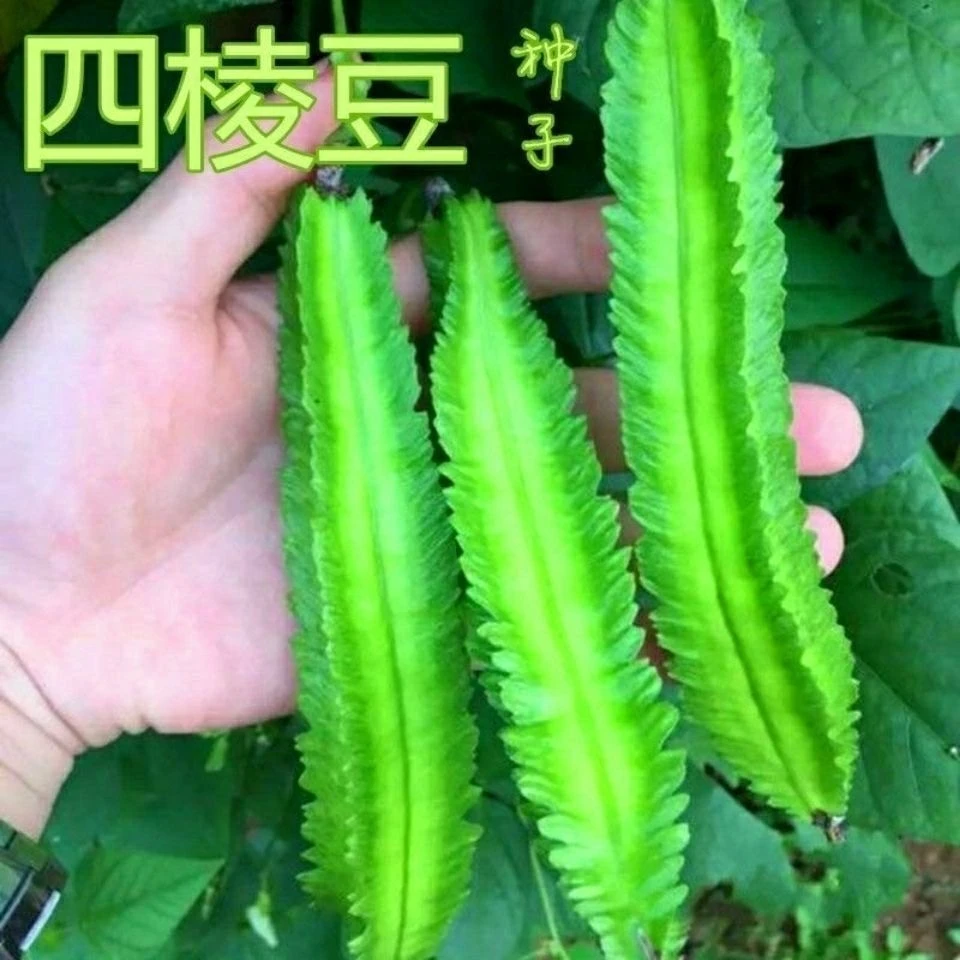高产四棱豆种子苗高产豆角四角豆皇帝豆种籽阳台春四季播蔬菜种子