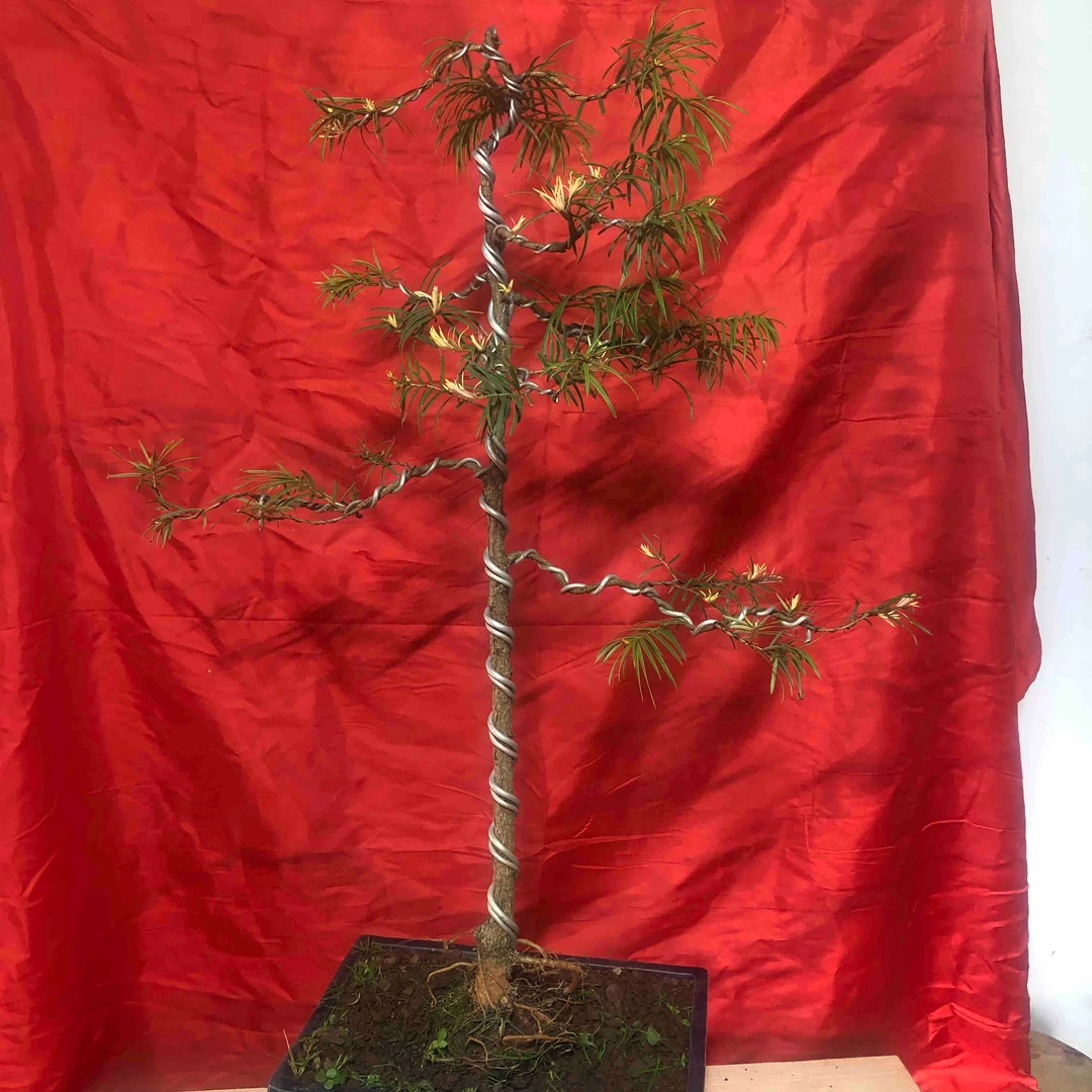 沙松木树种.文人  大树形