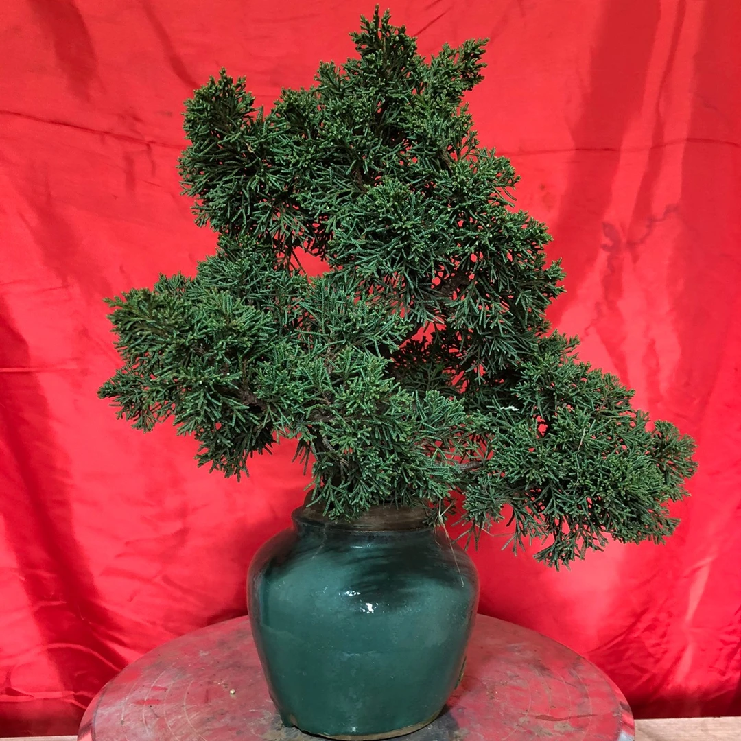 小精品盆景，日本济州真柏