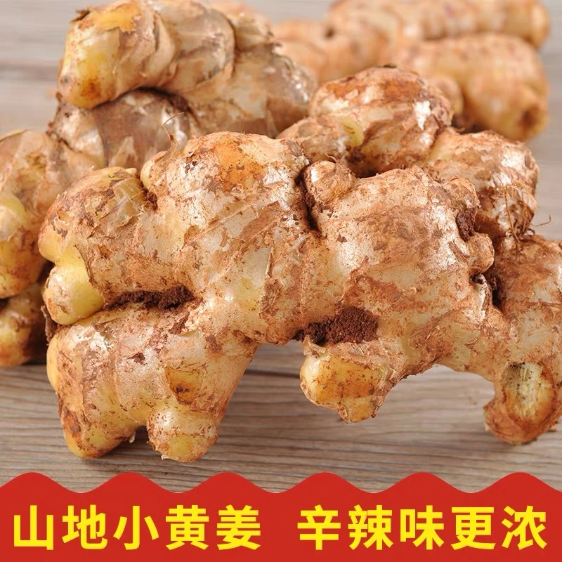 云南高山小黄姜放心农产品生姜蔬菜生态种植姜味辣味食用细腻老姜