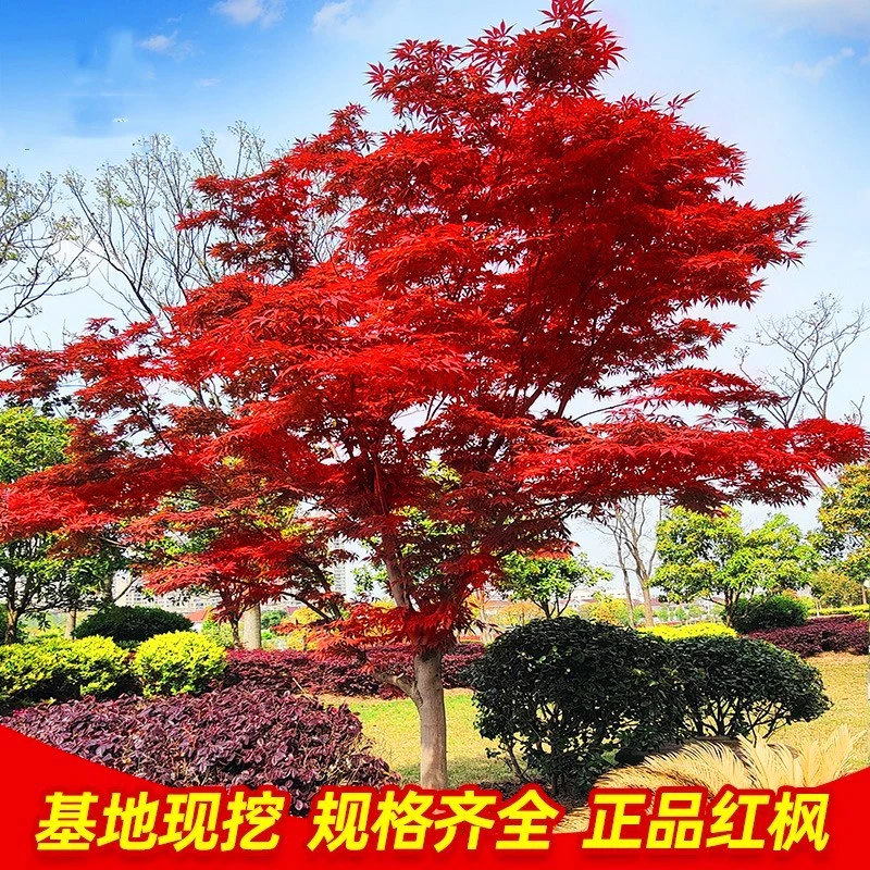 红枫苗地栽日本红枫红舞姬中国三季红庭院花园植物景观树彩叶树种