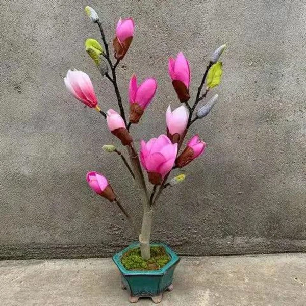 新人福利 玉兰花盆栽 带花苞发货 紫玉兰阳台庭院花卉植物