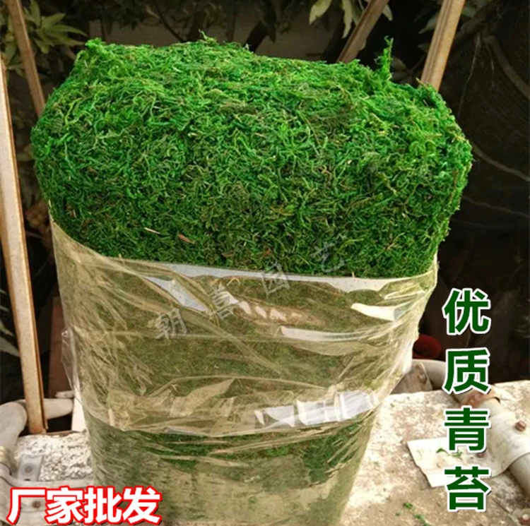 diy花艺花盆装饰仿真青苔护盆草