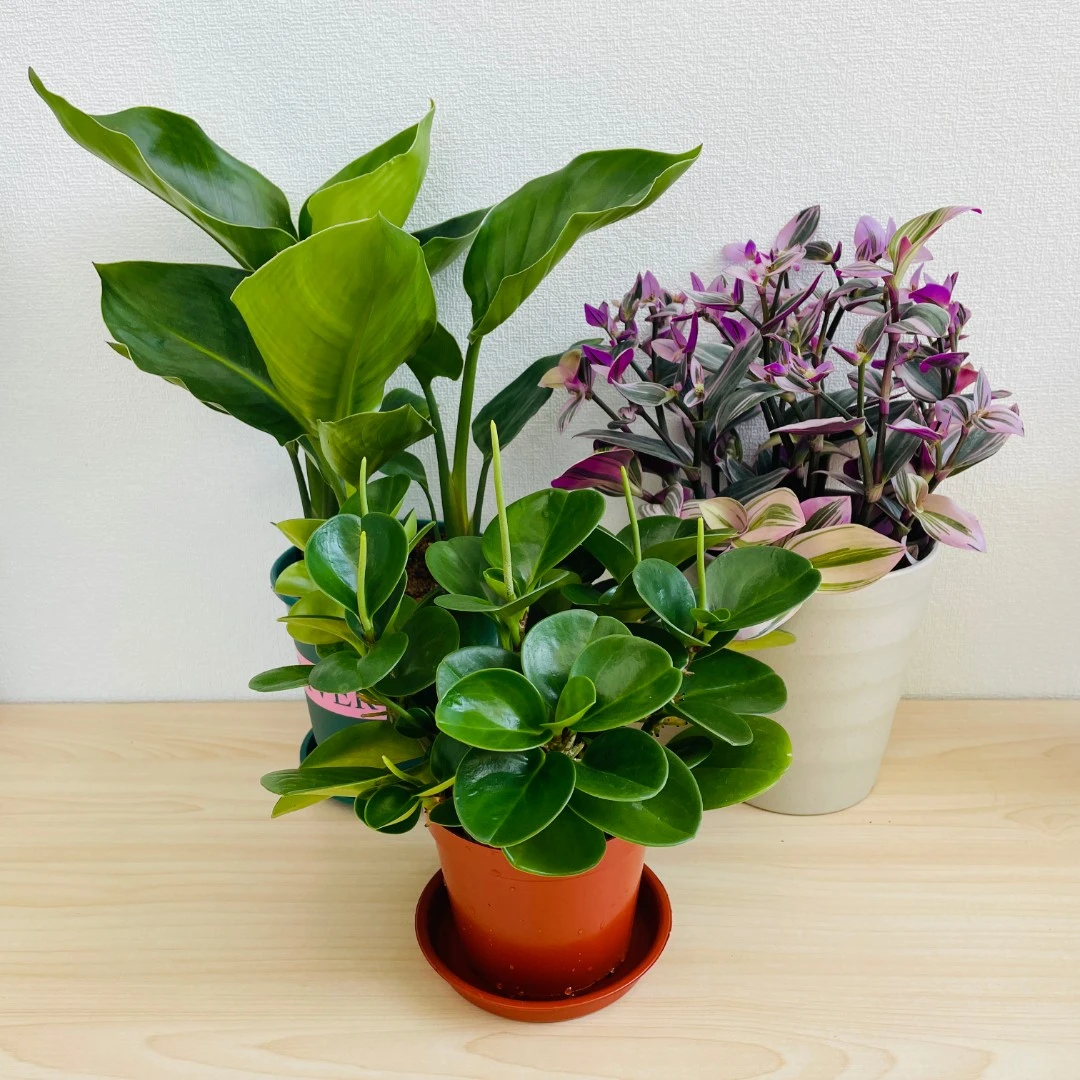 木有枝碧玉盆栽室内绿植盆景豆瓣绿客厅桌面绿植四季常青净化空气