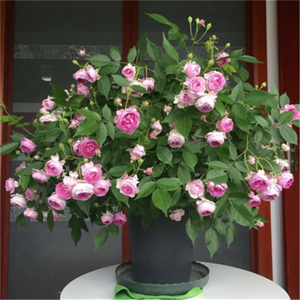 【3棵包邮】玛姬婶婶紫色微型浓香月季花苗多头勤花多季开花阳台