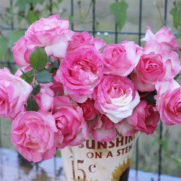 【3棵包邮】糖果雪山月季直立切花四季开花盆栽阳台庭院玫瑰花苗