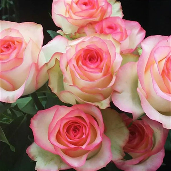 【3棵包邮】朱米莉亚艾莎切花玫瑰月季花苗庭院阳台盆栽花卉四季开