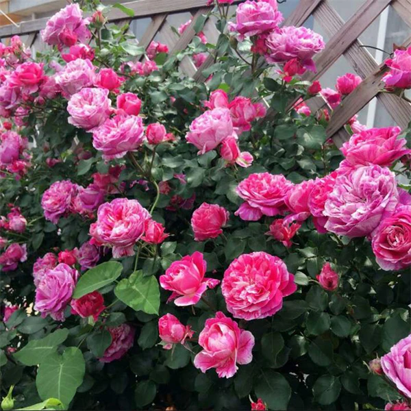 【3棵包邮】伊蕾莎斯特藤本月季花苗庭院阳台盆栽爬藤攀援玫瑰花苗