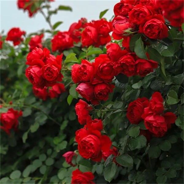 佛罗伦蒂娜爬藤月季花苗盆栽四季开花佛罗伦萨玫瑰红色大花浓香