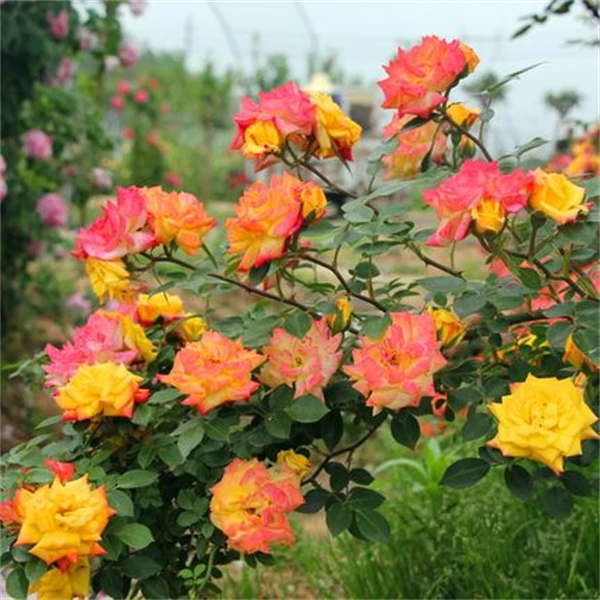 【3棵包邮】藤彩虹藤本月季花苗庭院爬藤阳台植物花卉四季开花