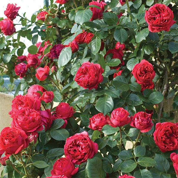 【3棵包邮】红色龙沙宝石大花藤本月季花苗玫瑰庭院阳台爬藤蔷薇