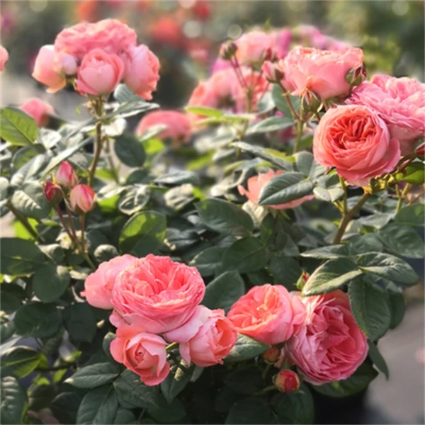 【3棵包邮】诺娃阳台微型月季玫瑰花苗花卉庭院盆栽多季