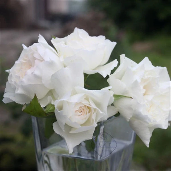 【3棵包邮】心之水滴灌木月季花苗庭院阳台盆栽浓香玫瑰多季开花