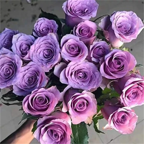 紫霞仙子 新品中苗蓝紫色大花耐热绿植花卉盆栽勤花月季