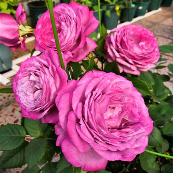 【3棵包邮】紫魂香水月季花苗紫色浓香四季庭院阳台盆栽花卉庭院