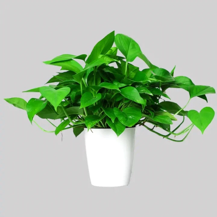 五星酒店同款恐龙蛋绿萝盆栽吸甲醛净化空气大小绿植花卉水培好养