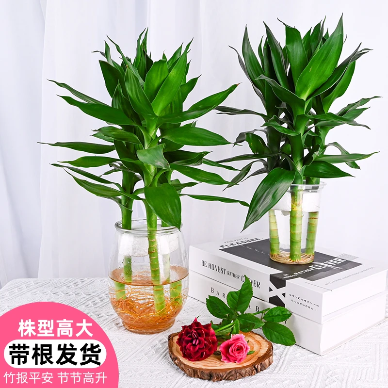 观音竹水培盆栽玻璃花瓶水培植物室内客厅绿植一年四季常青好养活