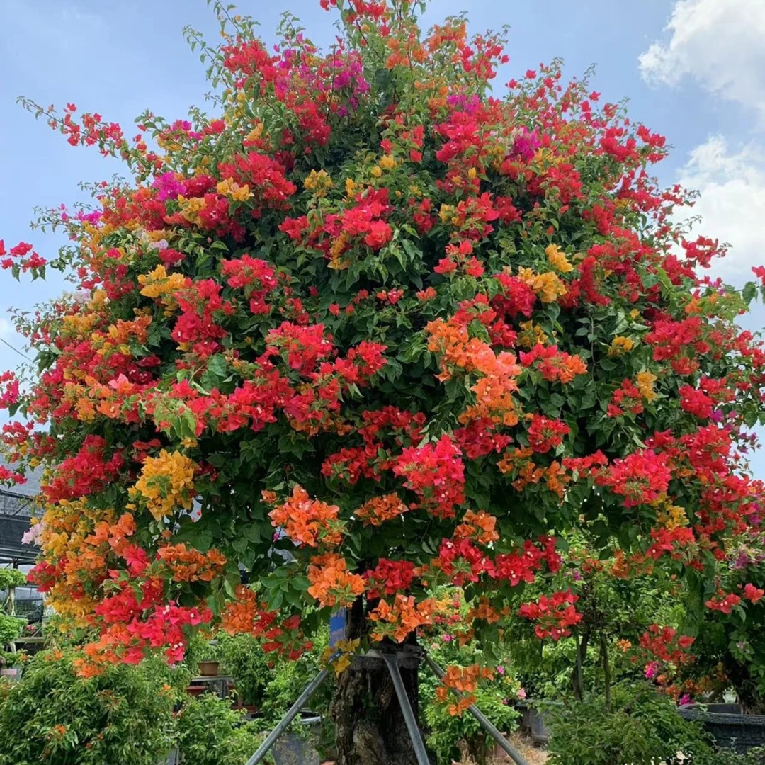 精品盆景三角梅/一物一拍品种齐全 别墅庭院花卉盆景三角梅