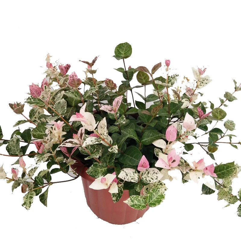 花叶络石盆栽阳台庭院好养植物五彩花卉室内彩叶垂吊黄金络石藤苗