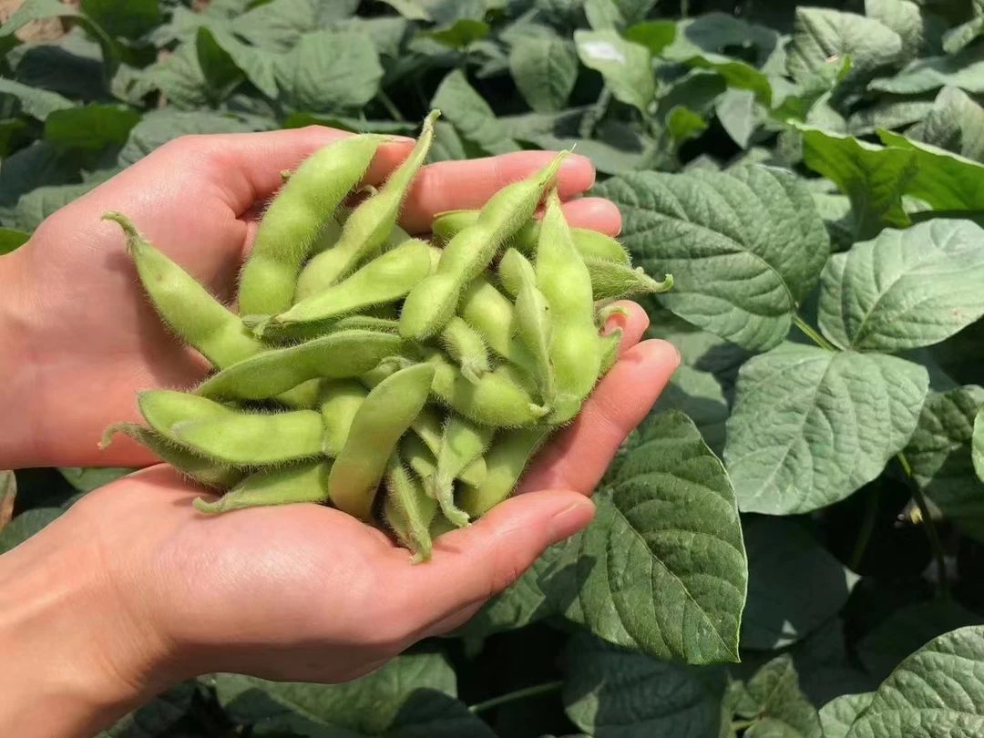 湖南本地新鲜毛豆，农家自种 1500g