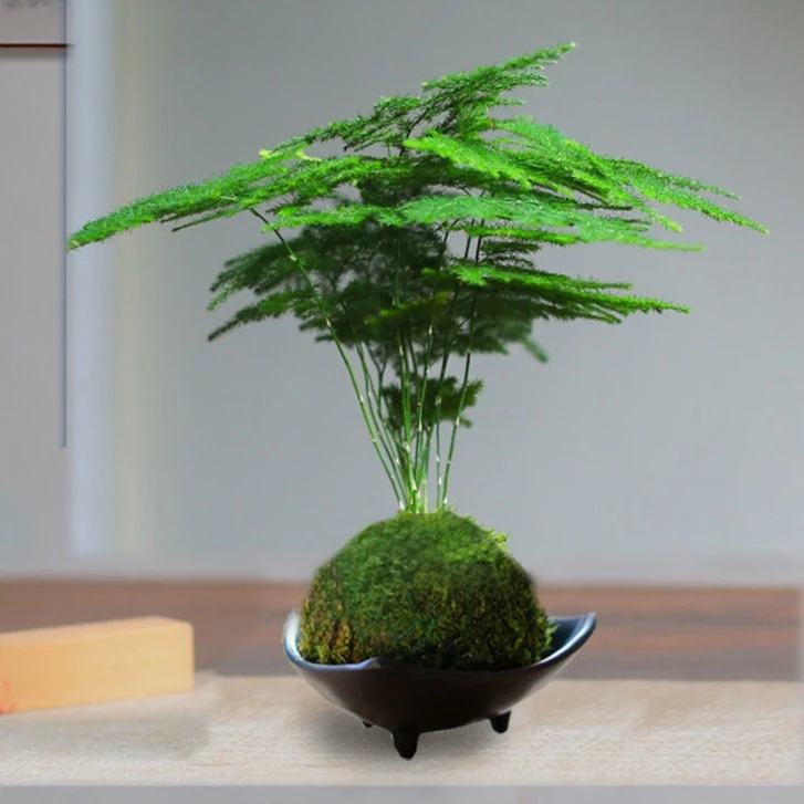 苔藓球文竹小盆栽植物办公室内水养水培绿植小盆景净化空气防辐射