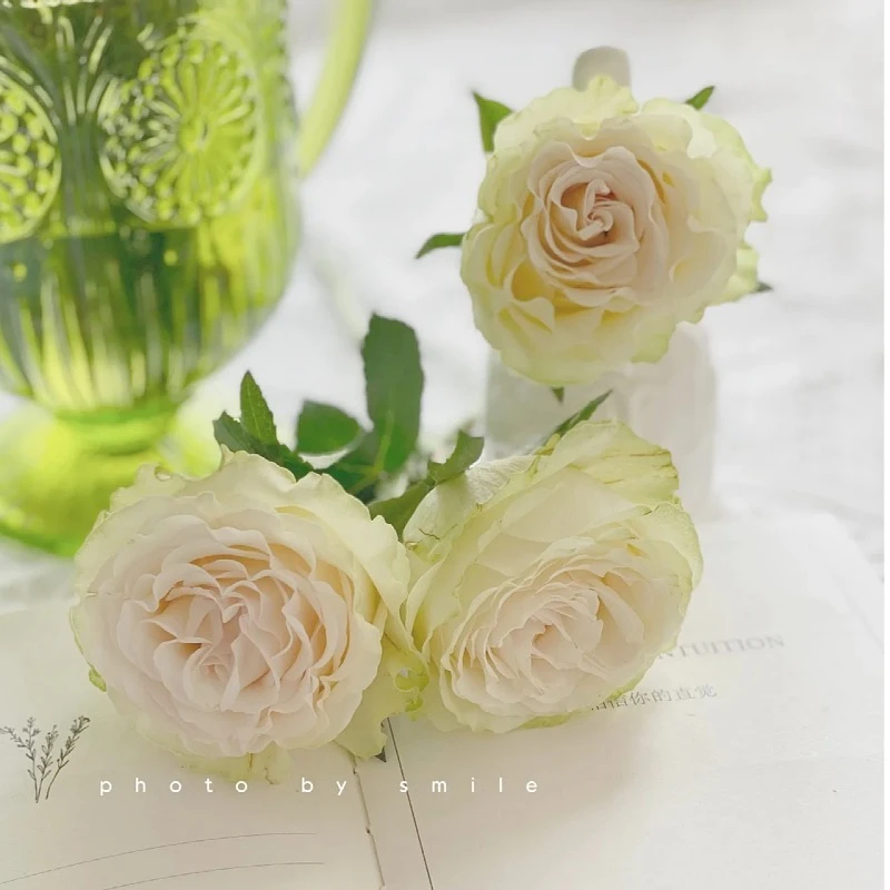 【琉璃翠玫瑰】单头玫瑰云南直发绿色系列大花头叶子养护花艺鲜艳