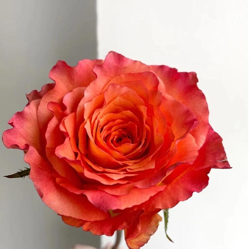 【火灵鸟玫瑰】云南昆明直发单头玫瑰精品玫瑰奥斯丁花型花束叶子