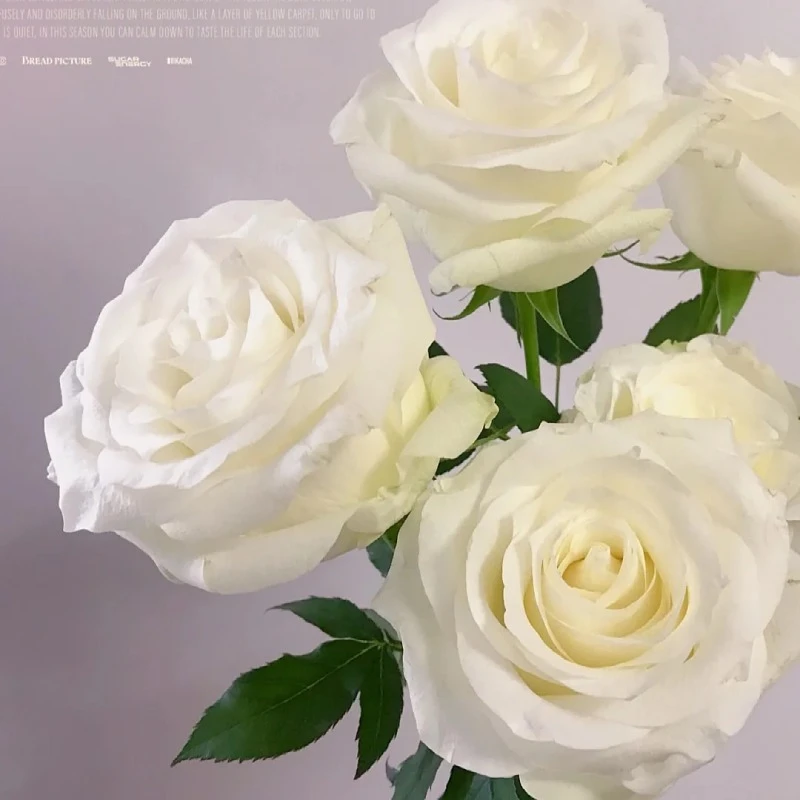 【白玫瑰】云南昆明直发单头玫瑰精品玫瑰美美哒叶子养护花艺鲜艳