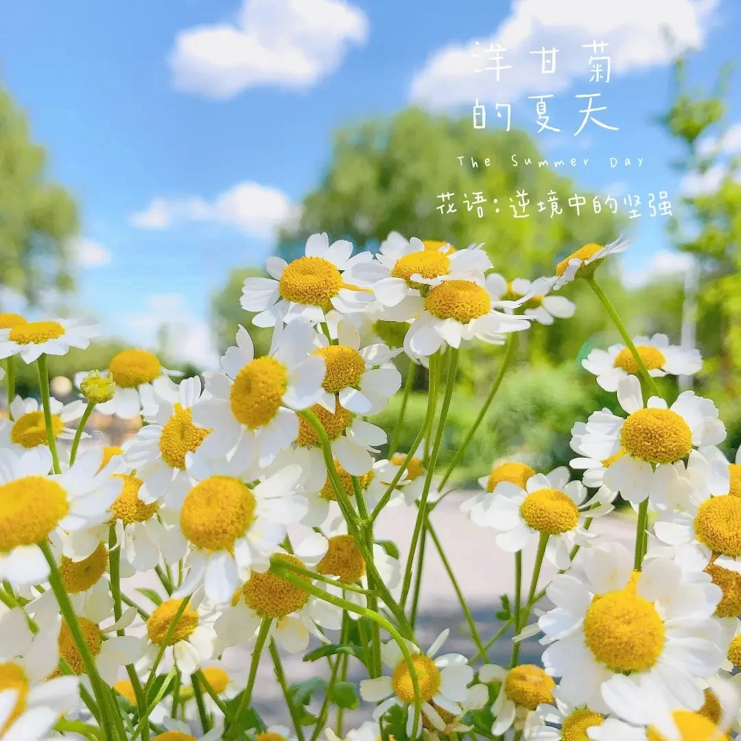 【瓷木一道宠粉 】白色洋甘菊云南昆明48小时内发货日常瓶插
