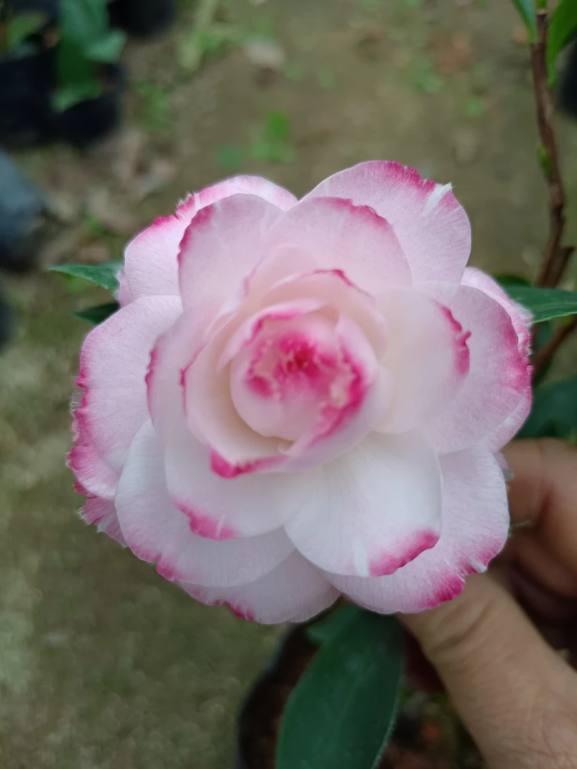 葛蕾丝茶花六角奥伯顿福建龙岩品种茶花名贵花卉