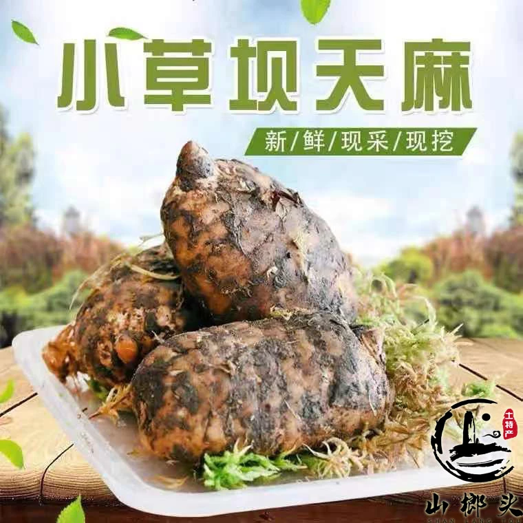 鲜天麻正宗云南昭通小草坝天麻高原深山食用鲜天麻不苦营养煲汤
