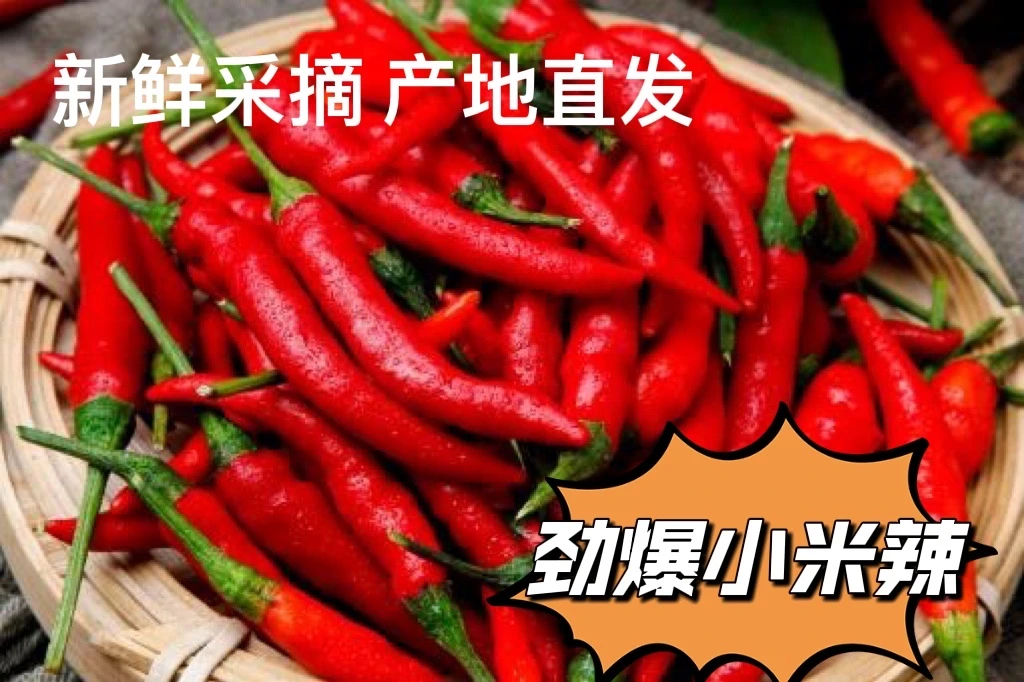 四川新鲜小米辣朝天辣青辣椒新鲜采摘现摘现发1斤起