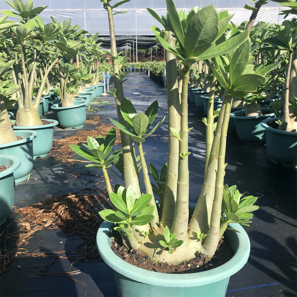沙漠玫瑰大阿拉伯盆栽重瓣耐旱室内观花盆栽花卉桌面多肉四季植物
