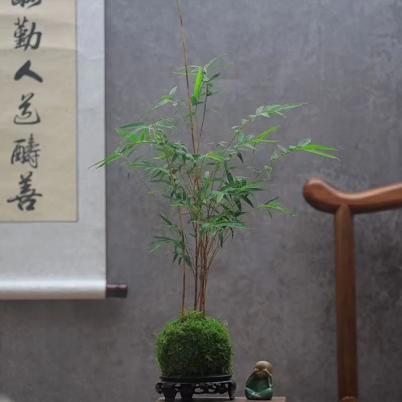 蒲之轩--青苔球红观音竹塑料盆红观音竹